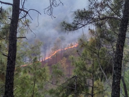 forest_fire_in_almora_district_2016